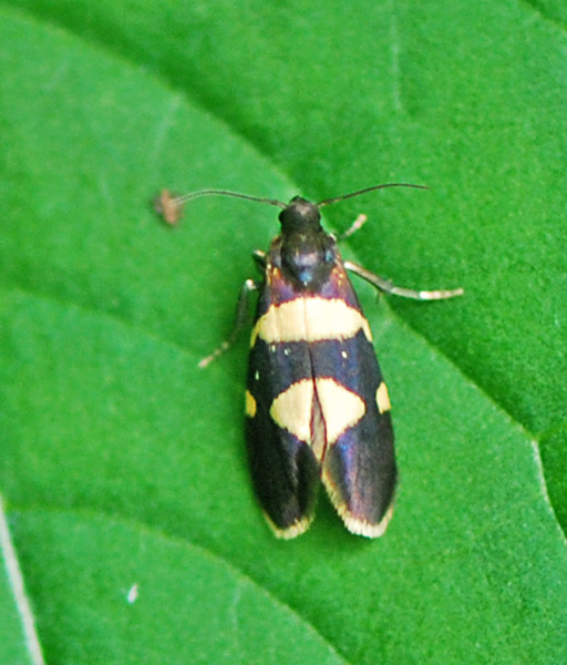 Lampronia luzella (Lampronia luzella)