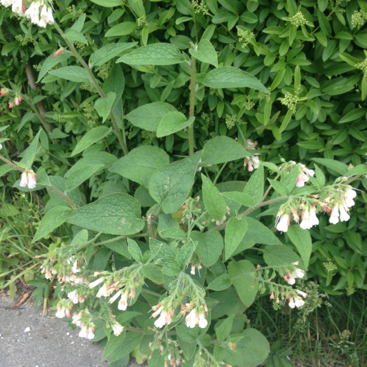 Symphytum tauricum (Symphytum tauricum)