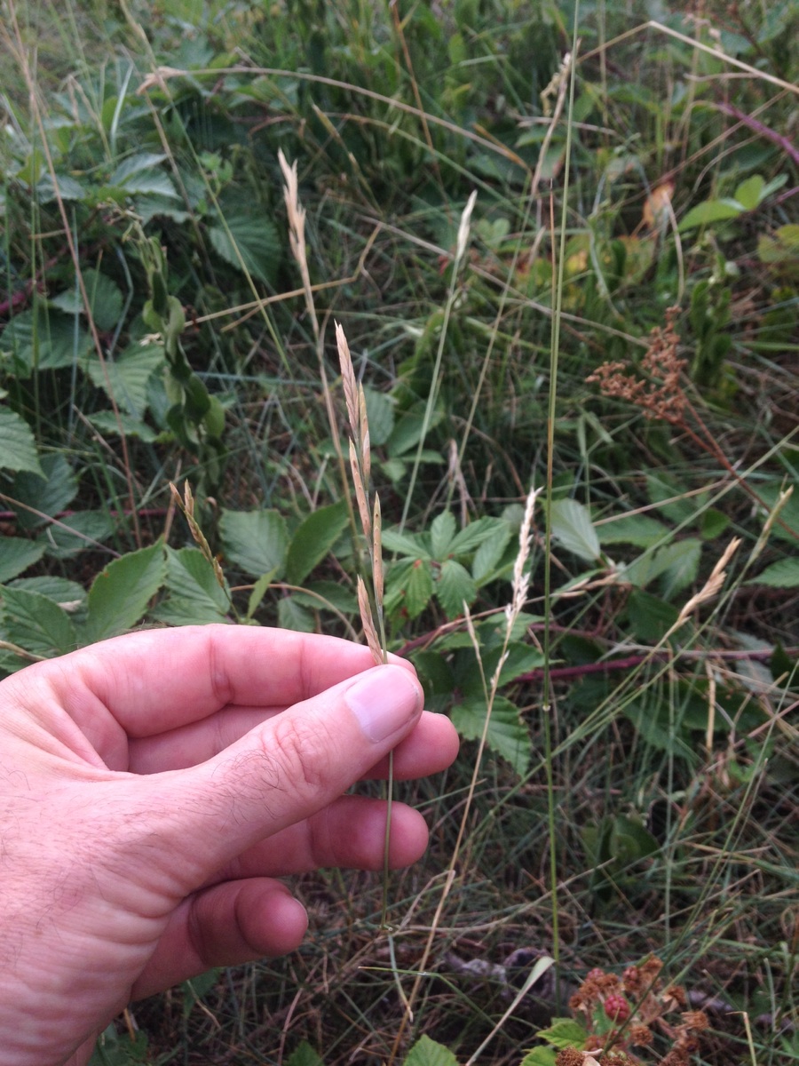 Stivbladet Stilkaks (Brachypodium phoenicoides)