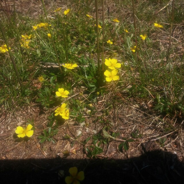 Potentilla erecta x reptans (Potentilla erecta x reptans)