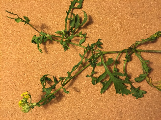 Skåne-Guldkarse (Rorippa x anceps)