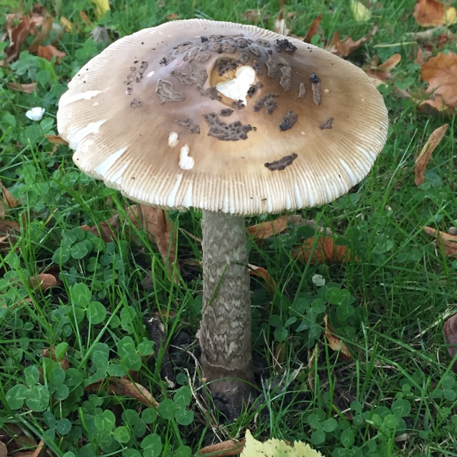 Stor Kam-Fluesvamp (Amanita ceciliae)