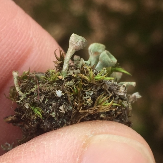 Mørk Bægerlav (Cladonia merochlorophaea)