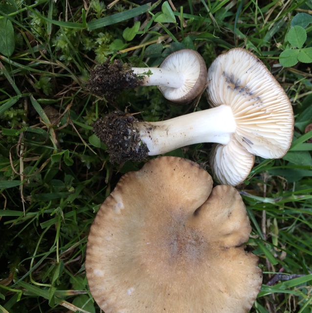 Blånende Gråblad (Lyophyllum paelochroum)