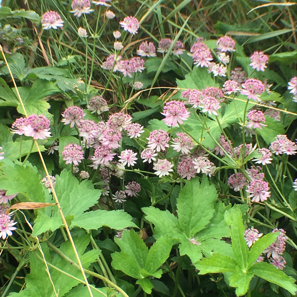 Kaukasisk Stjerneskærm (Astrantia maxima)