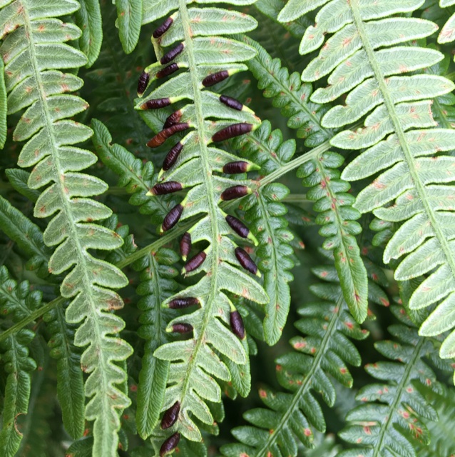 Dasineura pteridis (Dasineura pteridis)