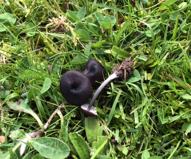 Skønfodet Rødblad (Entoloma corvinum)
