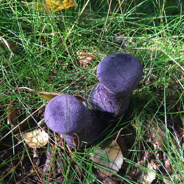 Mørkviolet Slørhat (Cortinarius violaceus)