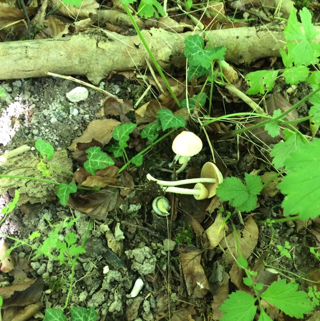 Knippe-Dansehat (Pholiotina striipes)