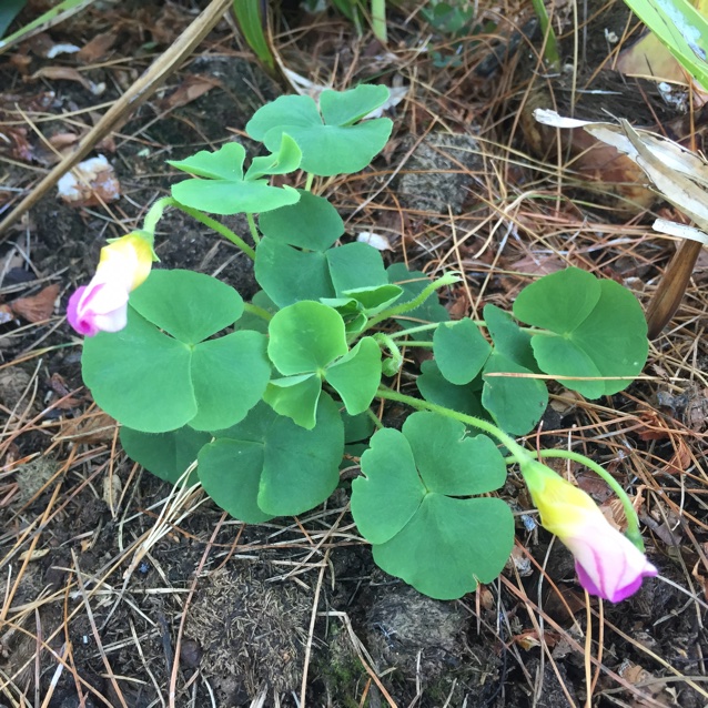 Oxalis depressa (Oxalis depressa)
