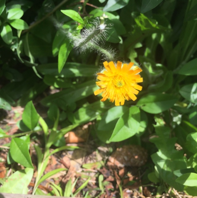 Orange Høgeurt (Pilosella x stoloniflora)