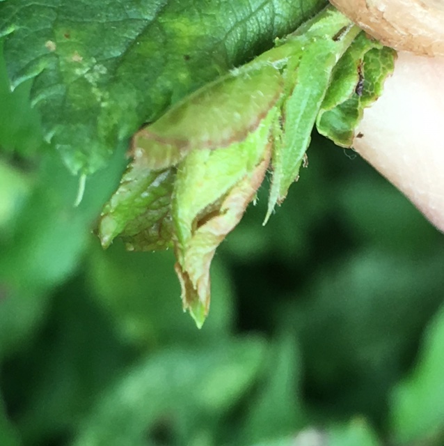 Dasineura tortrix (Dasineura tortrix)