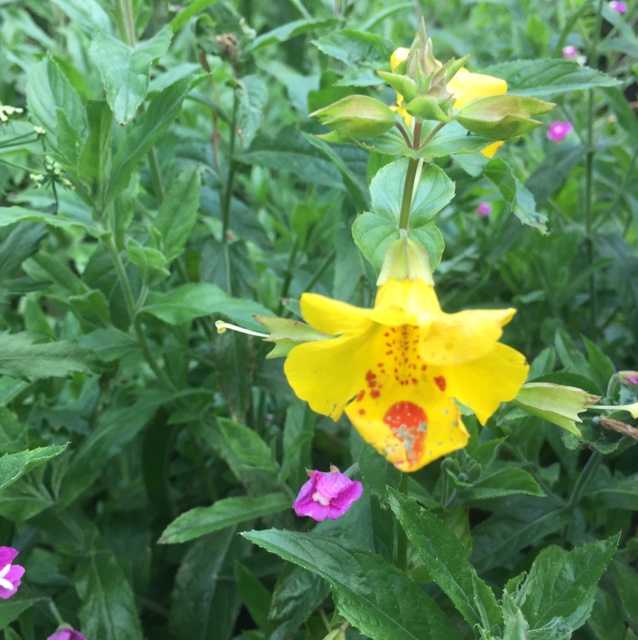 Mimulus x robertsii (Mimulus x robertsii)