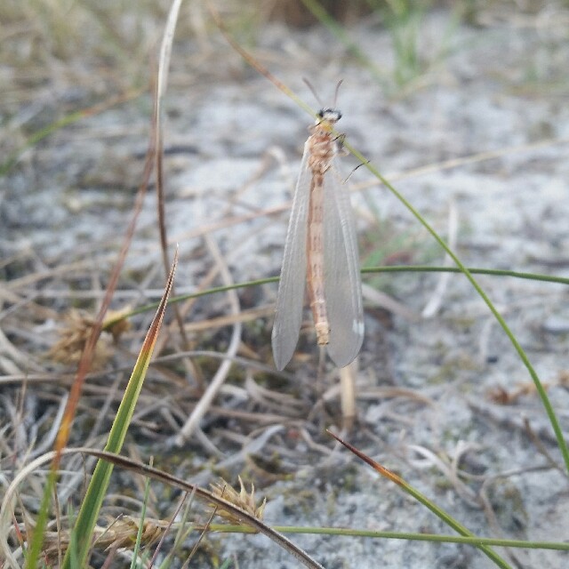 Myreløve Sp (Myrmeleon/Euroleon sp)