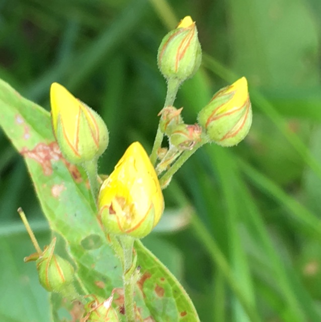 Fredløsgalmyg (Contarinia lysimachiae)