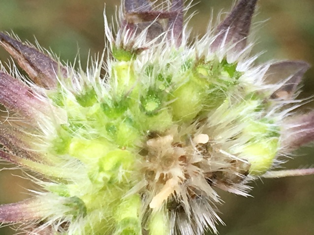 Contarinia dipsacearum (Contarinia dipsacearum)