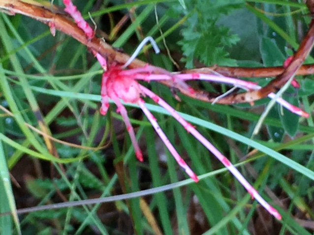 Geocrypta braueri (Geocrypta braueri)