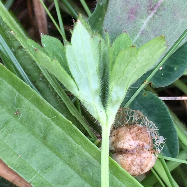 Dasineura ranunculi (Dasineura ranunculi)