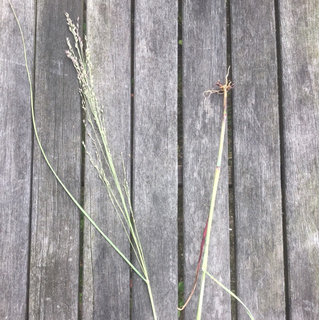 Staude-Hirse (Panicum virgatum)