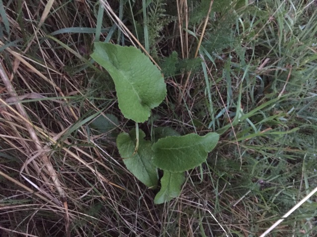 Staude-Klokke (Campanula glomerata var. speciosa)