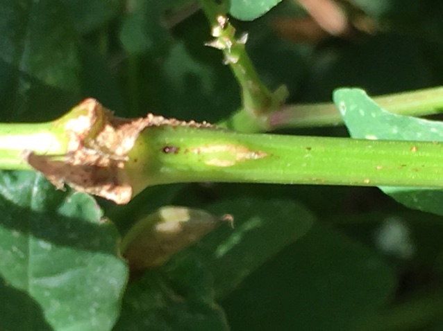 Astragelstængelgalmyg (Dasineura astragalorum)