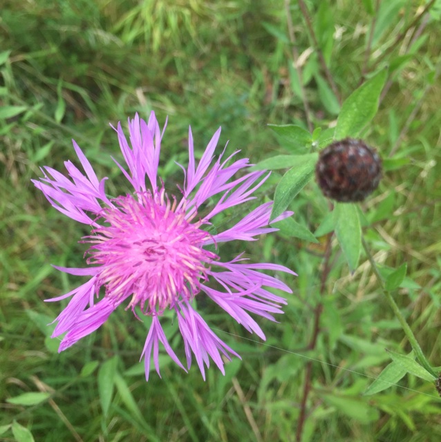Centaurea nigrescens (Centaurea nigrescens)