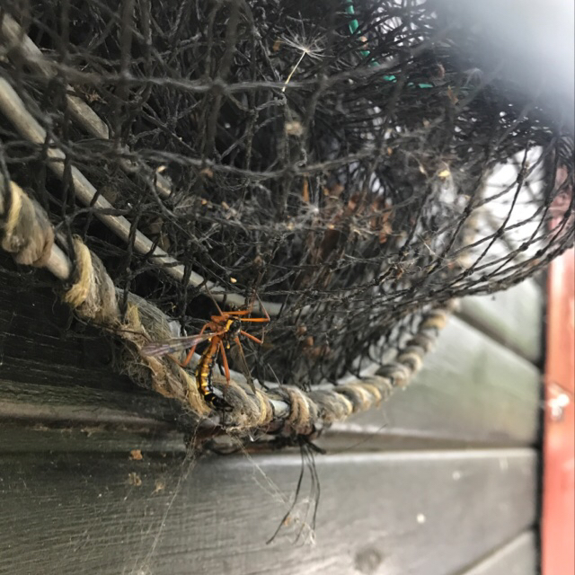 Ctenophora sp. (Ctenophora sp.)