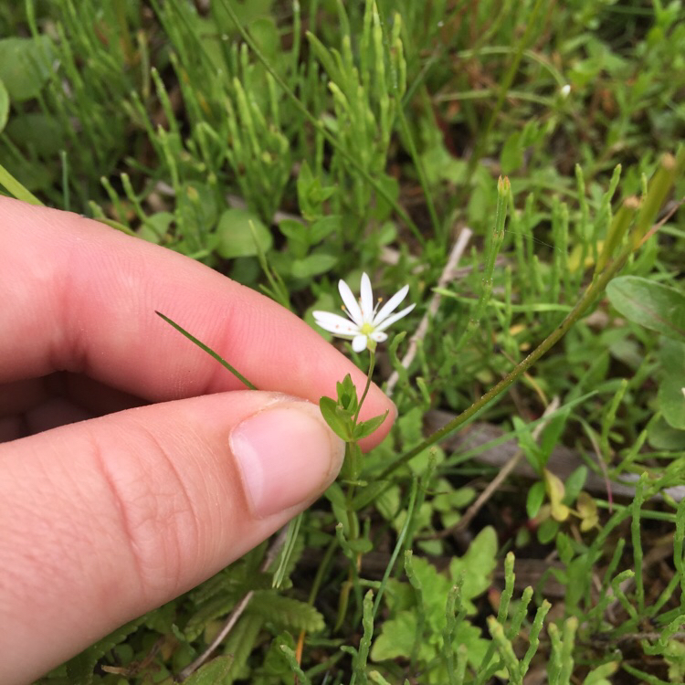 Tykbladet Fladstjerne (Stellaria crassifolia)