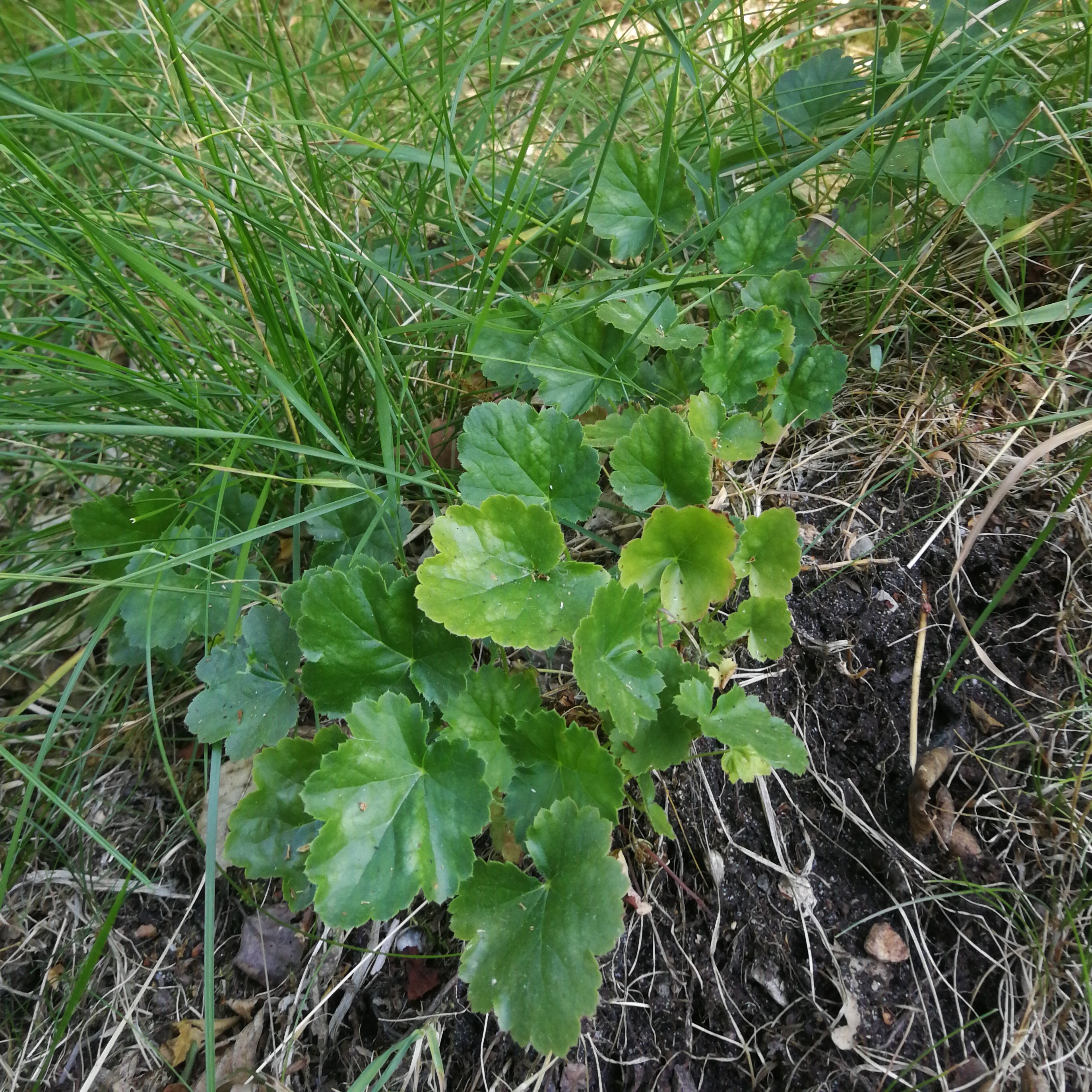 Alunrod (Heuchera micrantha x sanguinea)