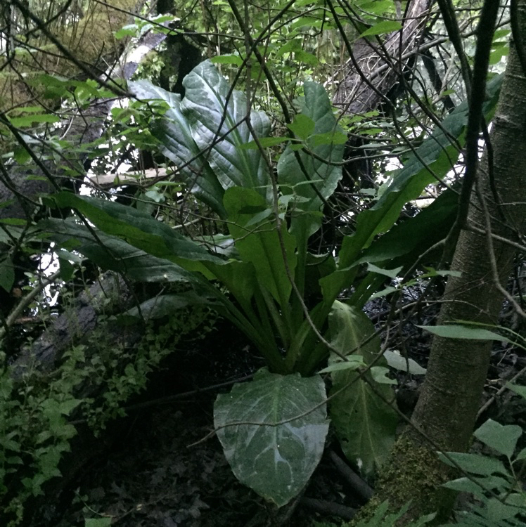 Hvid Kæmpekalla (Lysichiton camtschatcensis)
