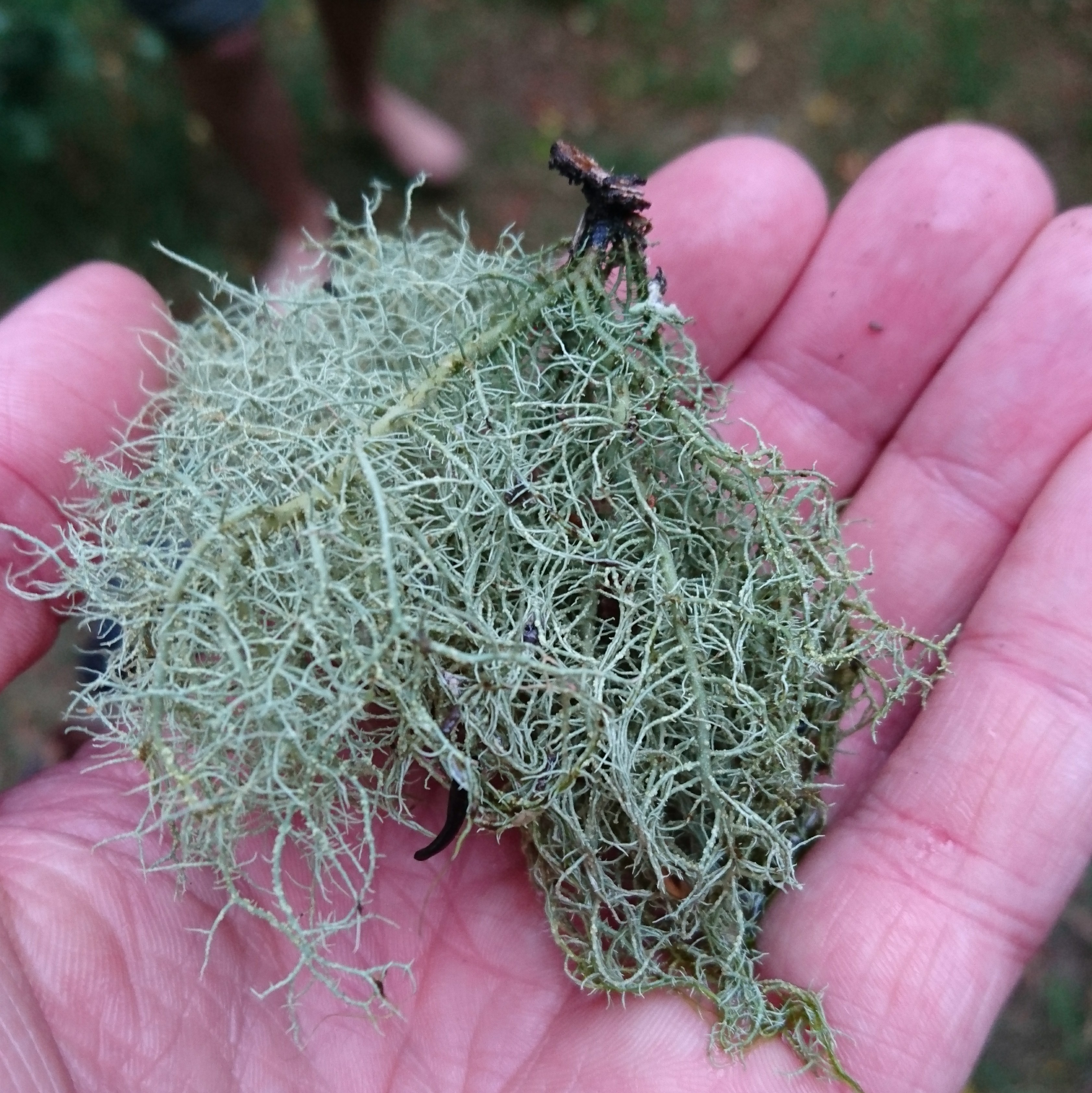 Usnea glabrescens (Usnea glabrescens)