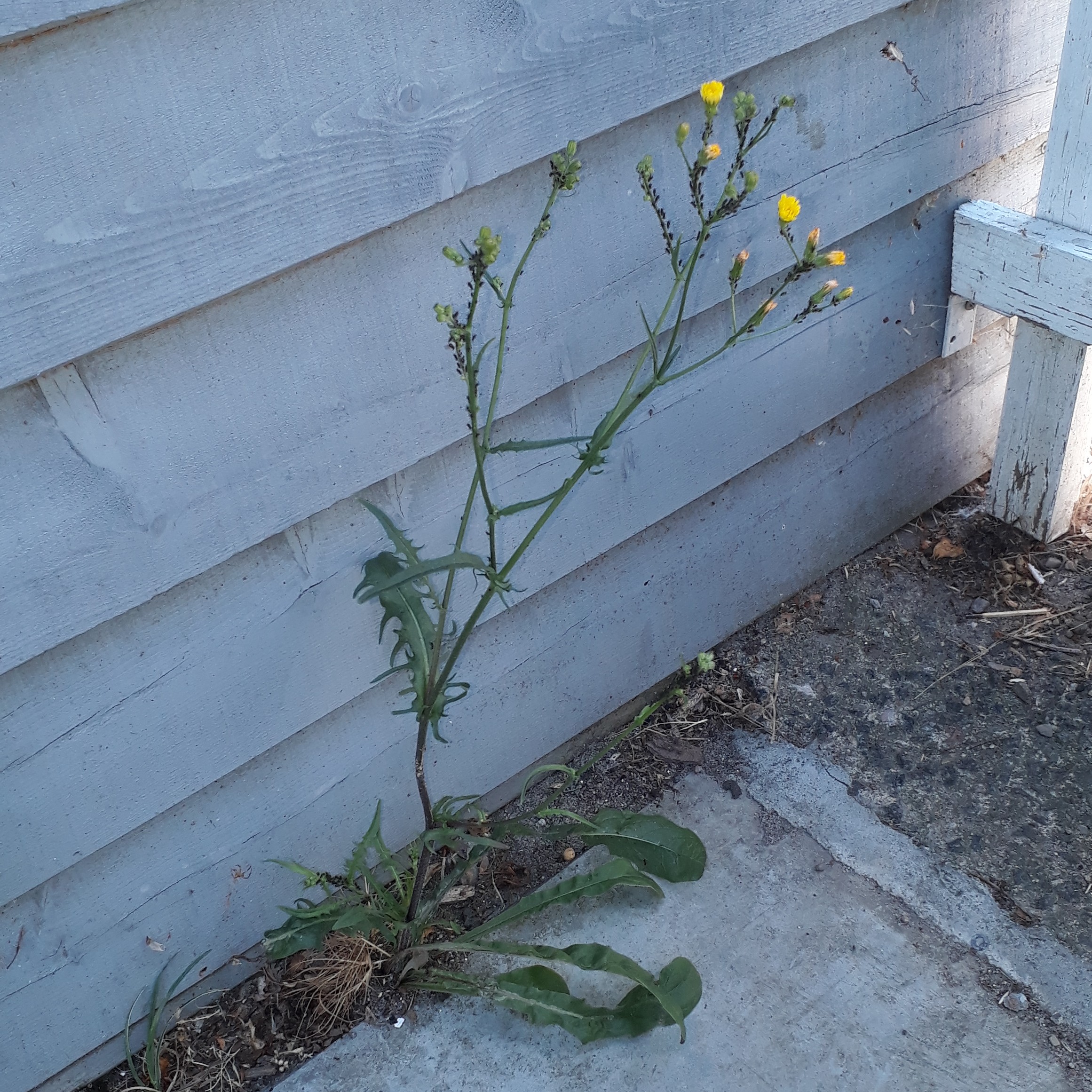 Crepis capillaris var. agrestis (Crepis capillaris var. agrestis)