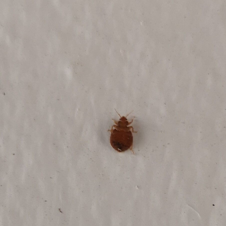 Svalevæggelus (Oeciacus hirundinis)