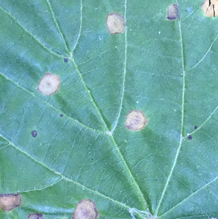 Physemocecis hartigi (Physemocecis hartigi)