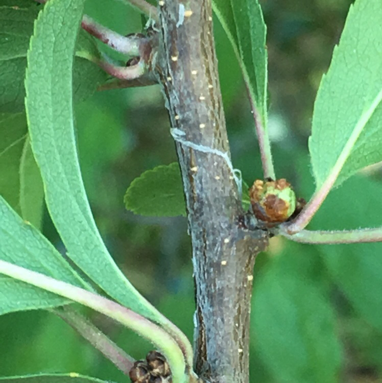 Asphondylia pruniperda (Asphondylia pruniperda)