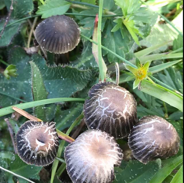 Bredbladet Huesvamp (Mycena latifolia)