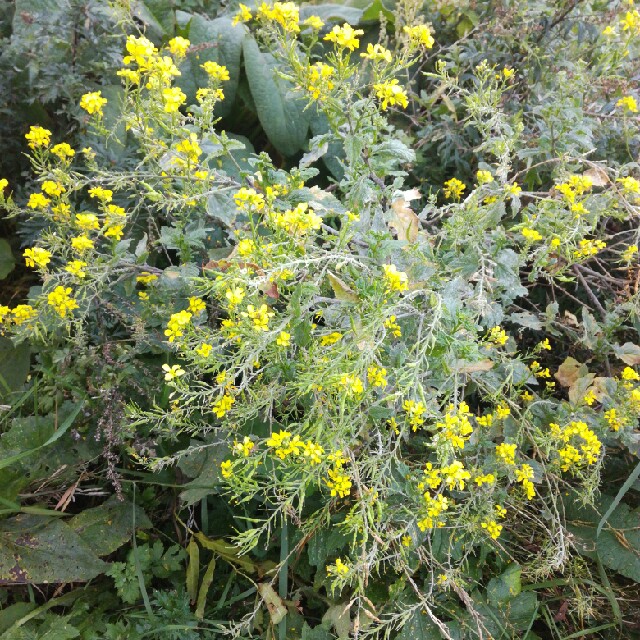 Sareptasennep (Brassica juncea)
