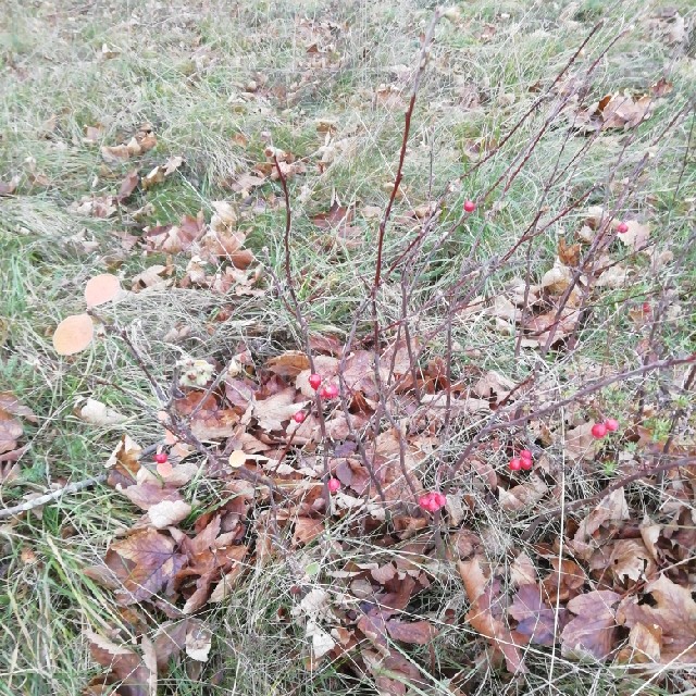 Rødfrugtet Surbær (Aronia arbutifolia)