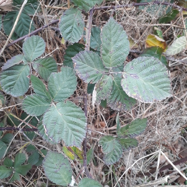 Lindebladet Hasselbrombær (Rubus tiliaster)