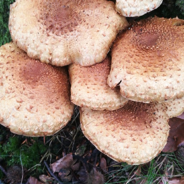 Krumskællet Trævlhat (Inocybe hystrix)