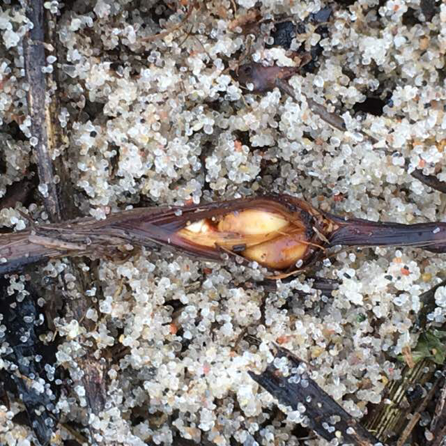 Planetella arenariae (Planetella arenariae)