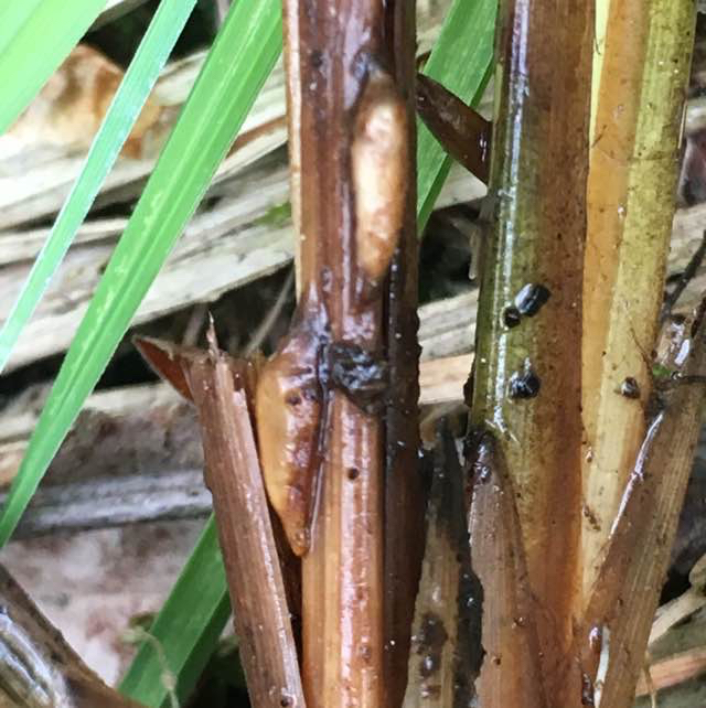 Planetella tarda (Planetella tarda)