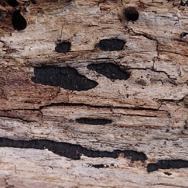 Nemania maritima (Nemania maritima)