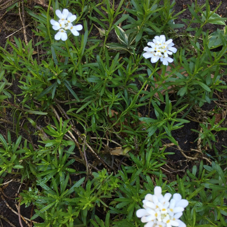 Snepude (Iberis sempervirens)