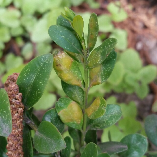 Buksbomgalmyg (Monarthropalpus flavus)