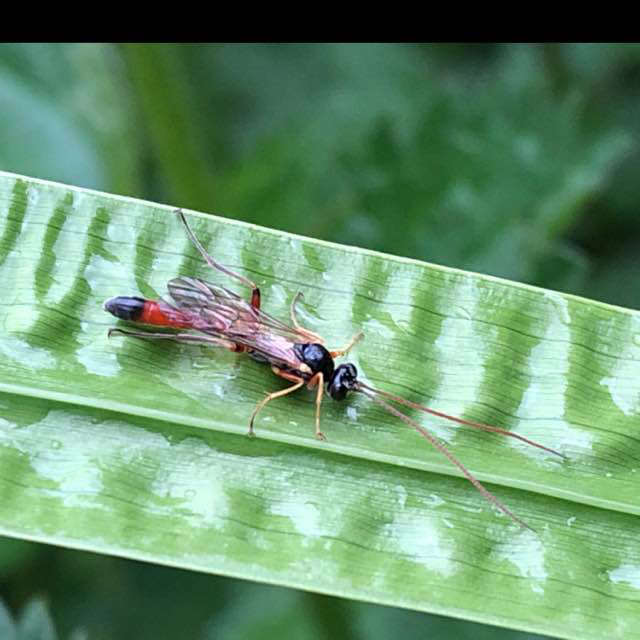 Hadrodactylus sp. (Hadrodactylus sp.)