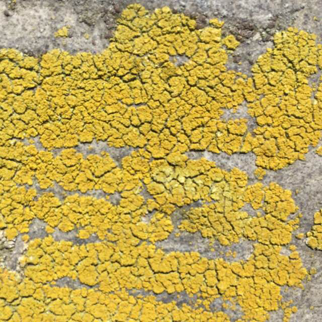 Grynskællet Orangelav (Caloplaca flavocitrina)