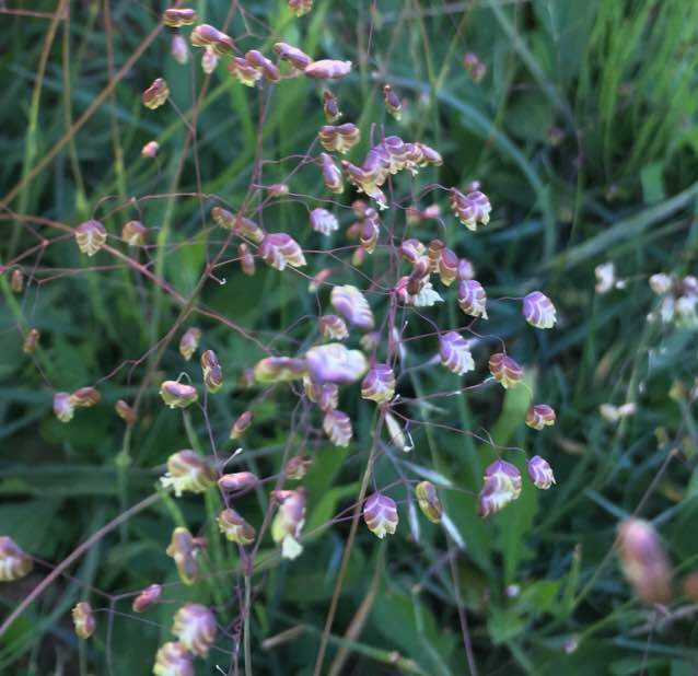 Liden Hjertegræs (Briza minor)