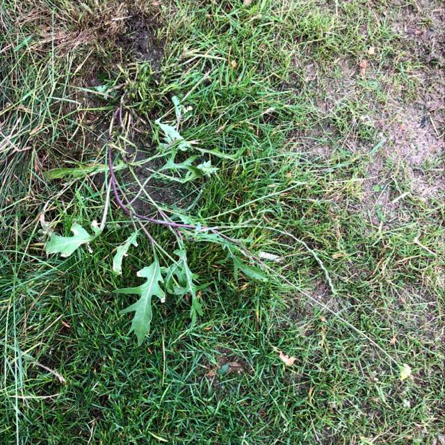 Diplotaxis muralis x tenuifolia (Diplotaxis x wirtgenii)