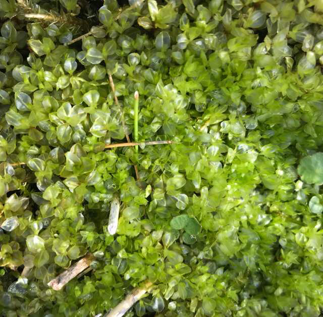 Kær-Gittermos (Cinclidium stygium)